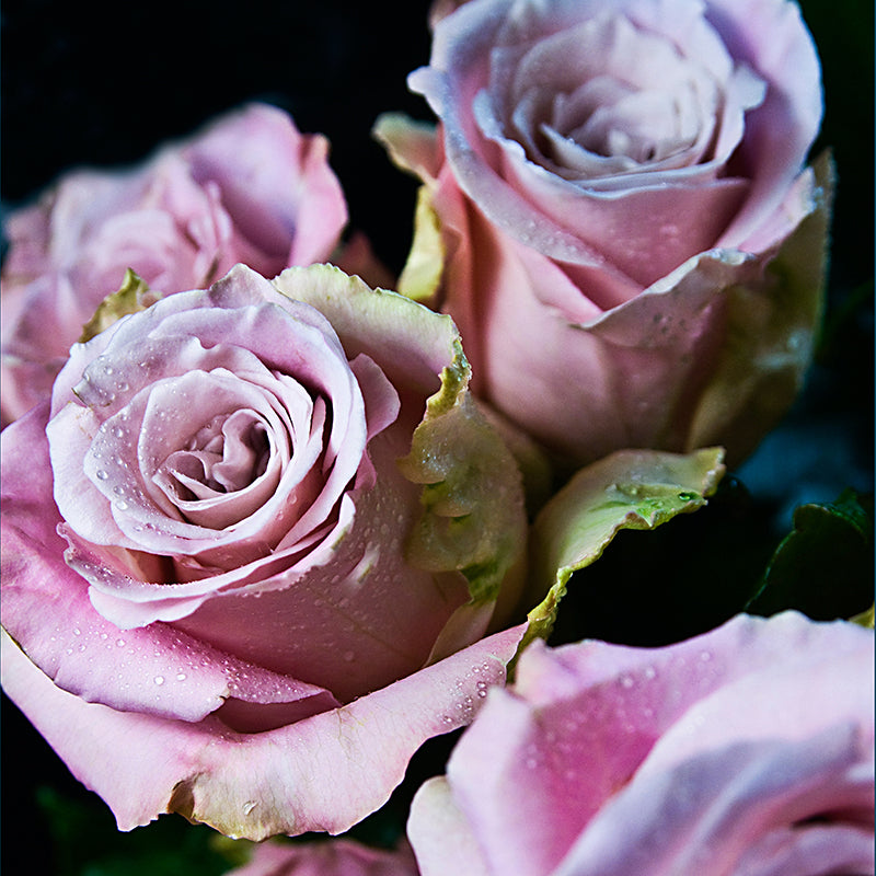 THE MARY'S ROSES PILLOW - Ragazza Di Maria (Mary's Girl)