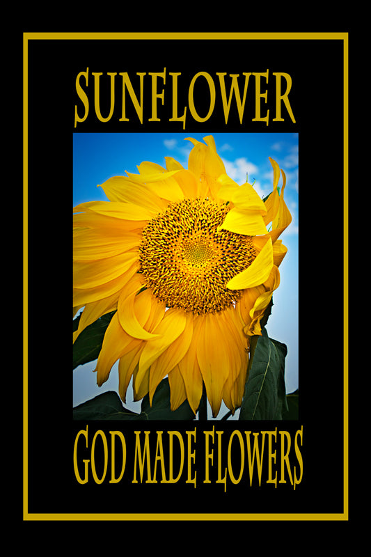 GOD MADE FLOWERS VIII:  SUNFLOWER! - Ragazza Di Maria (Mary's Girl)
